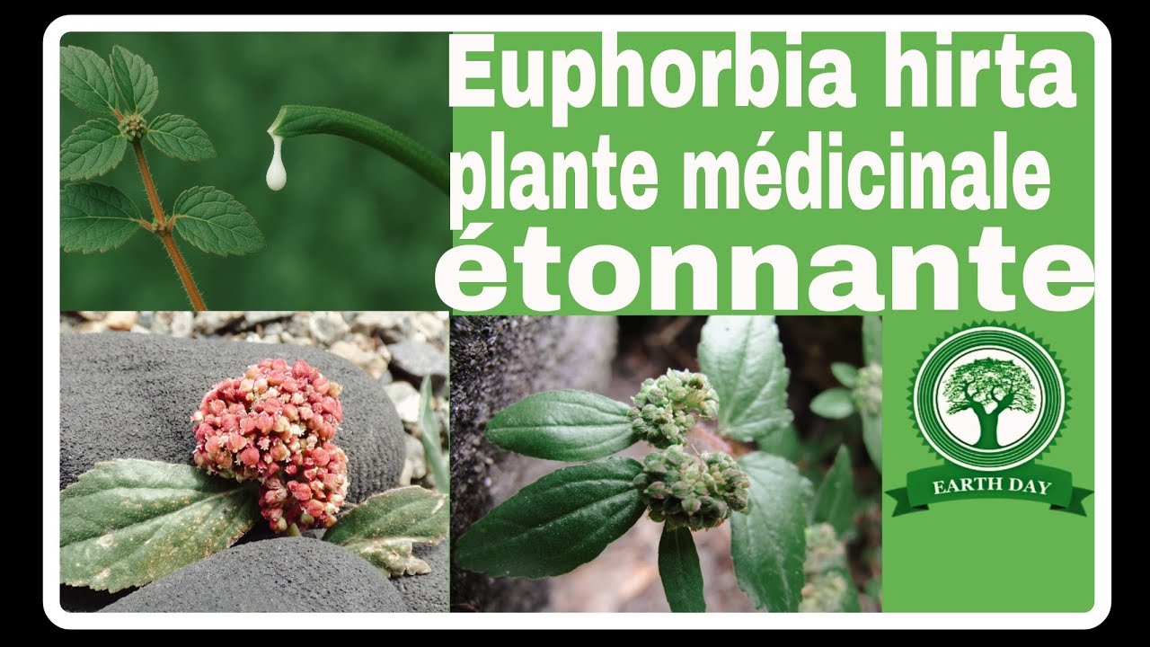 Voici l'Euphorbia hirta ; Une plante médicinale étonnante ! @patijoelle9810 