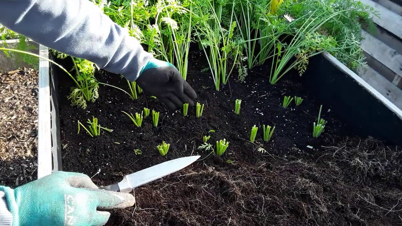 How To Store Your Carrots & Parsnips Over The Winter ♻️ Mulching While In The Ground