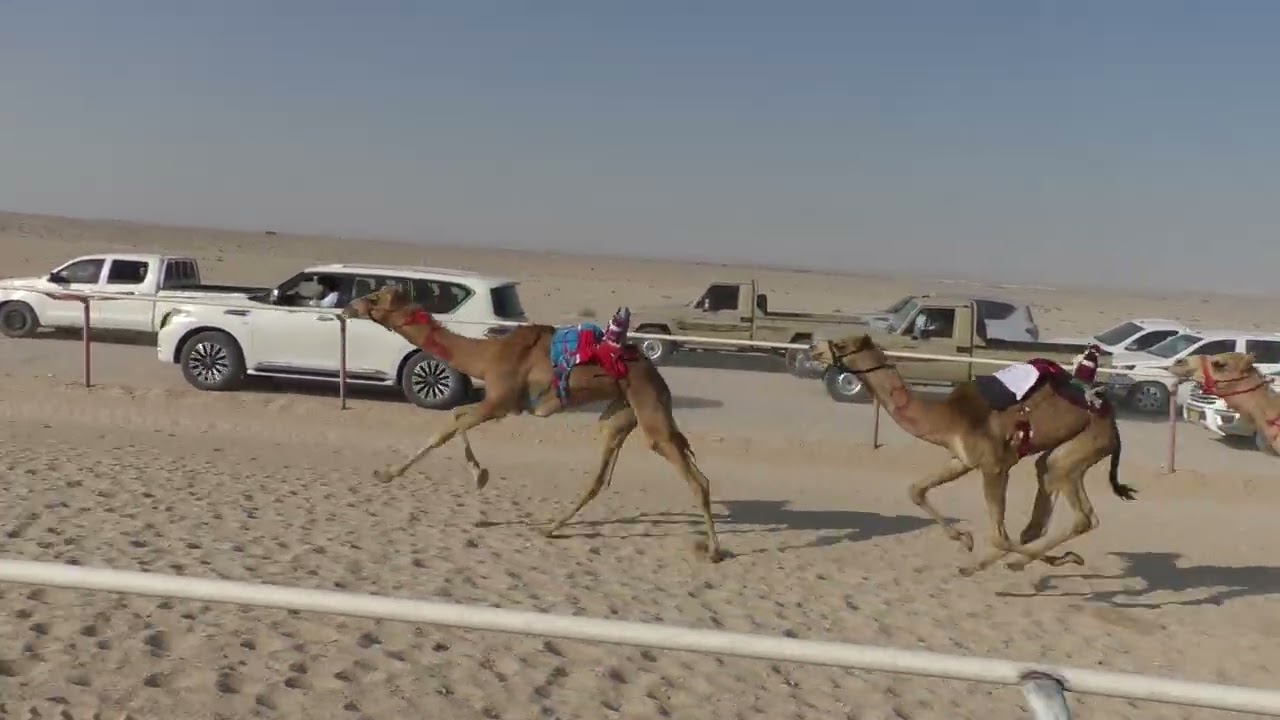 17 يناير، 2026