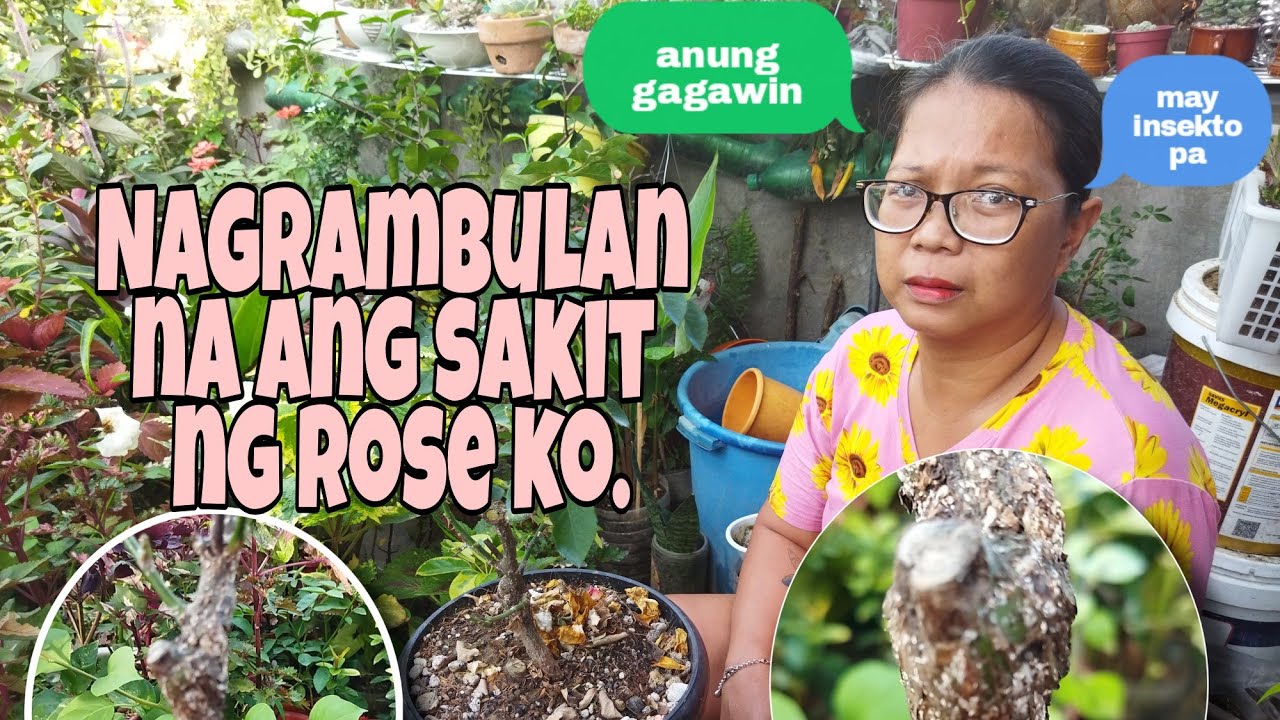 PANO E SAVE ANG MAY SAKIT AT INSEKTO NA ROSE? WITH RESULT