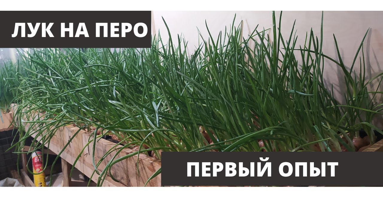 БИЗНЕС В ПОДВАЛЕ (ЛУК НА ПЕРО) дополнительный доход!