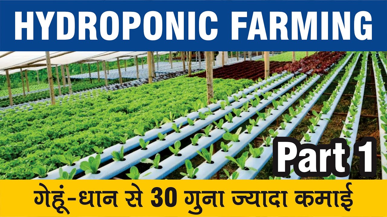 Hydroponic Farming : गारंटी से गेहूं-धान से 30 गुना ज़्यादा कमाई कैसे? विस्तार से जानें !