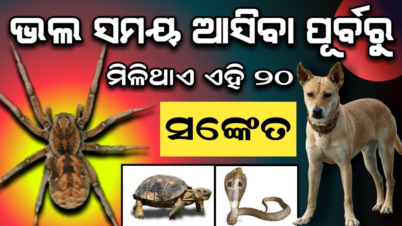 ଭଲ ସମୟ ଆସିବା ପୂର୍ବରୁ ମିଳିଥାଏ ଏହି ( ୨୫ ସଂକେତ ) Odia Bayagita, Anuchinta#Sadhubani#Maalaxmi