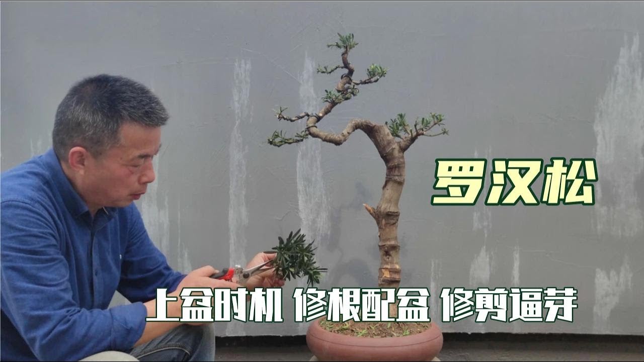 The best time to pot Arhats and the basic method of pruning root and bud羅漢鬆上盆的最佳時間及配盆修根逼芽的基本方法