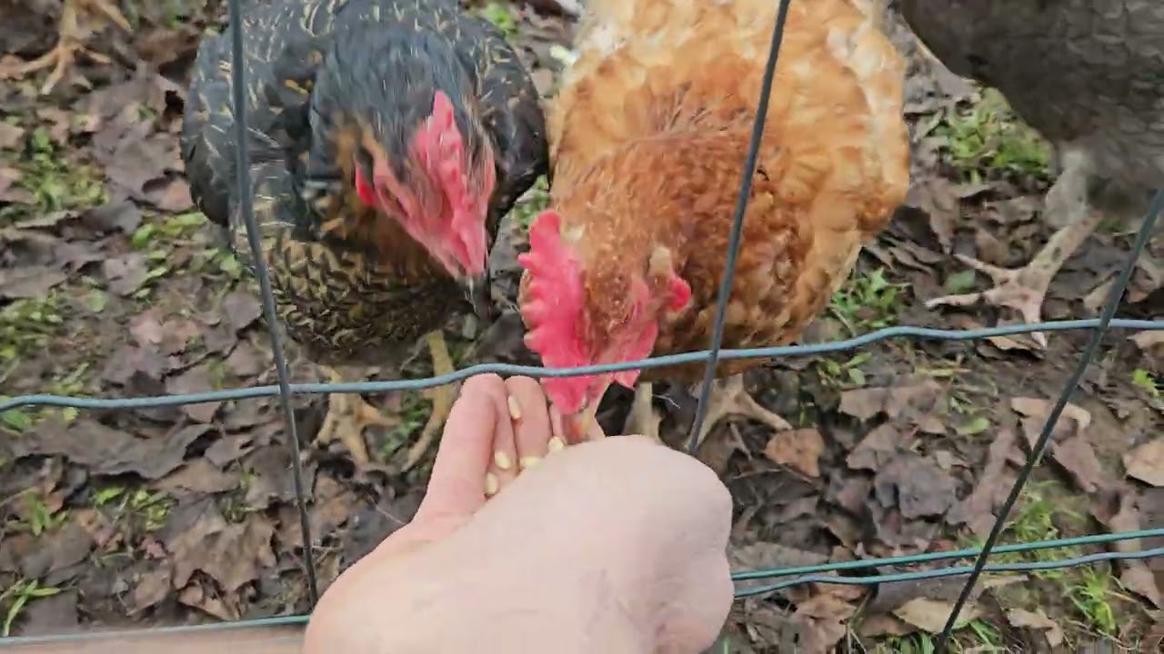 Feeding chickens before work , #animals #animal #chicken #hen #vibes #nature #vlog #2026 #funny #777