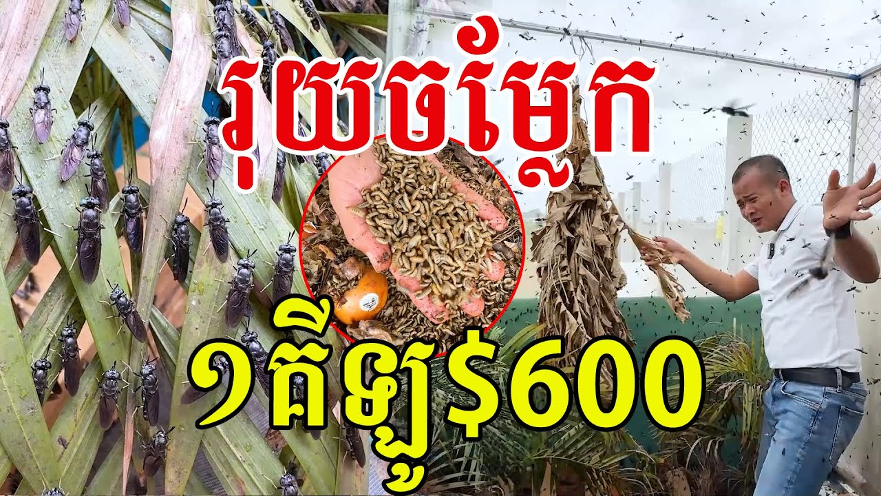 ប្លែកមែន ចិញ្ចឹមរុយ មានហាងឆេងខ្ពស់ណាស់