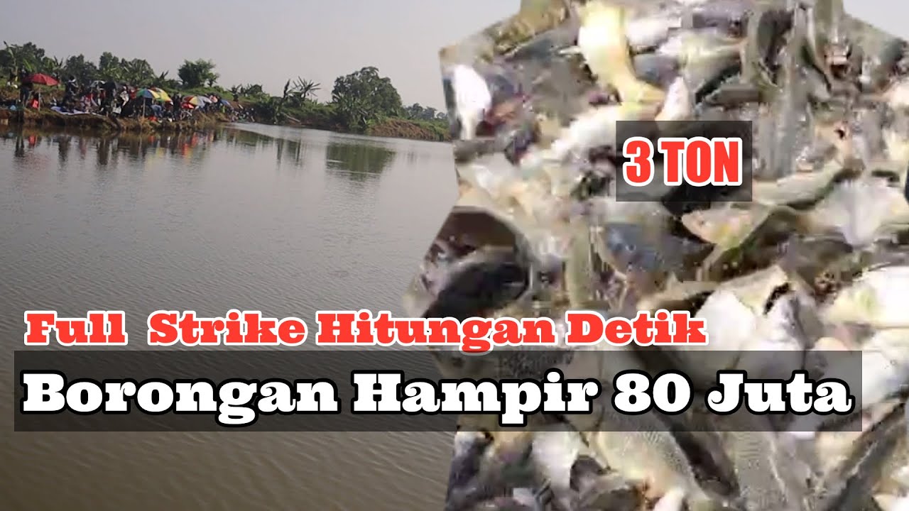 IKAN 3 TON ..? | MANCING BORONGAN NILA DI SUBANG