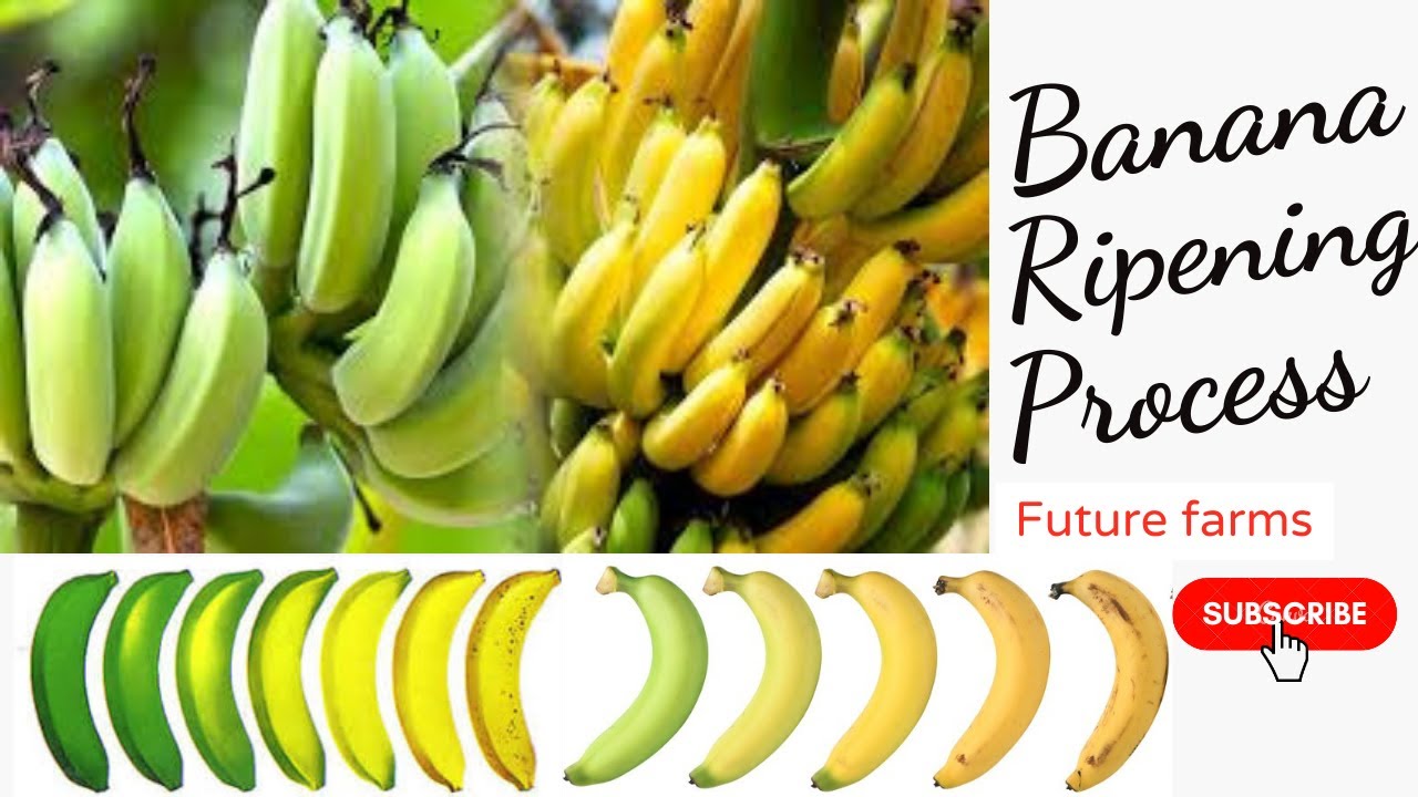 Quick and Easy Banana Ripening Process at Home | केला पकाने की विधि - Fastest Method Revealed!