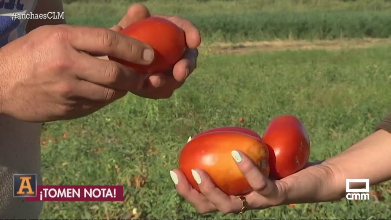Adán apura la recogida del tomate en La Puebla de Montalbán | Ancha es Castilla-La Mancha