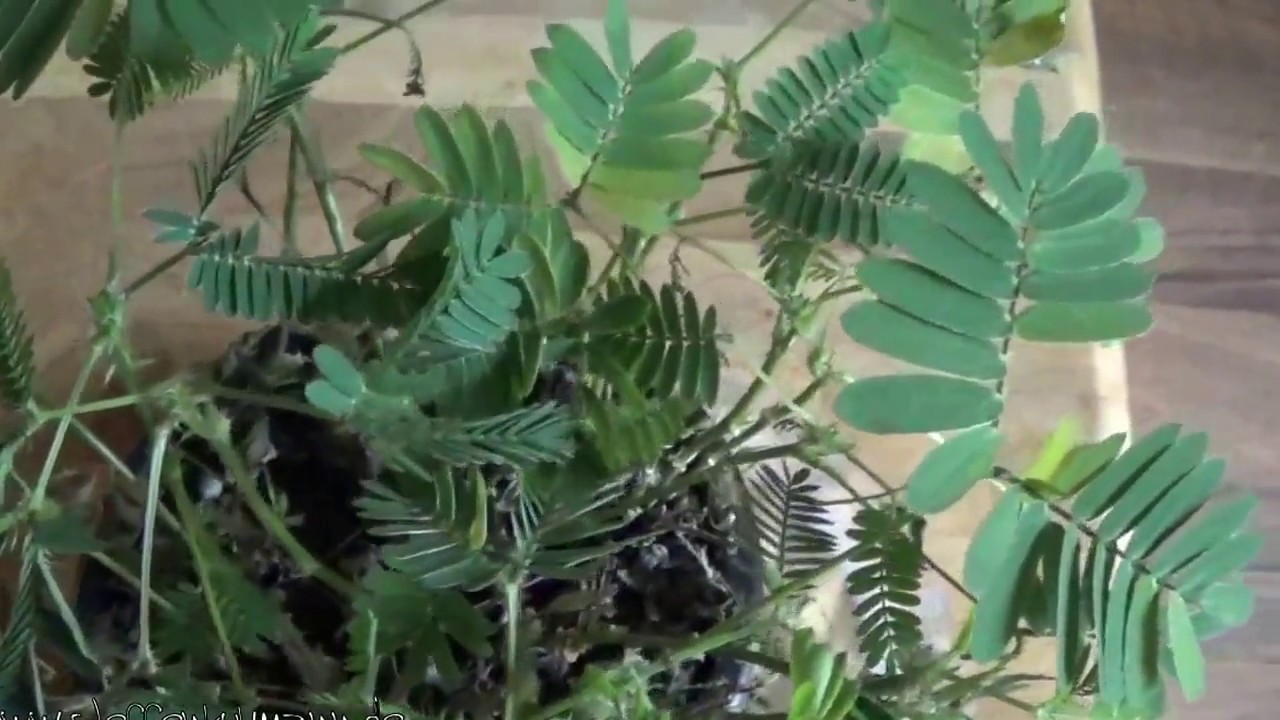 Mimose (Mimosa pudica) - Eine kuriose Pflanze
