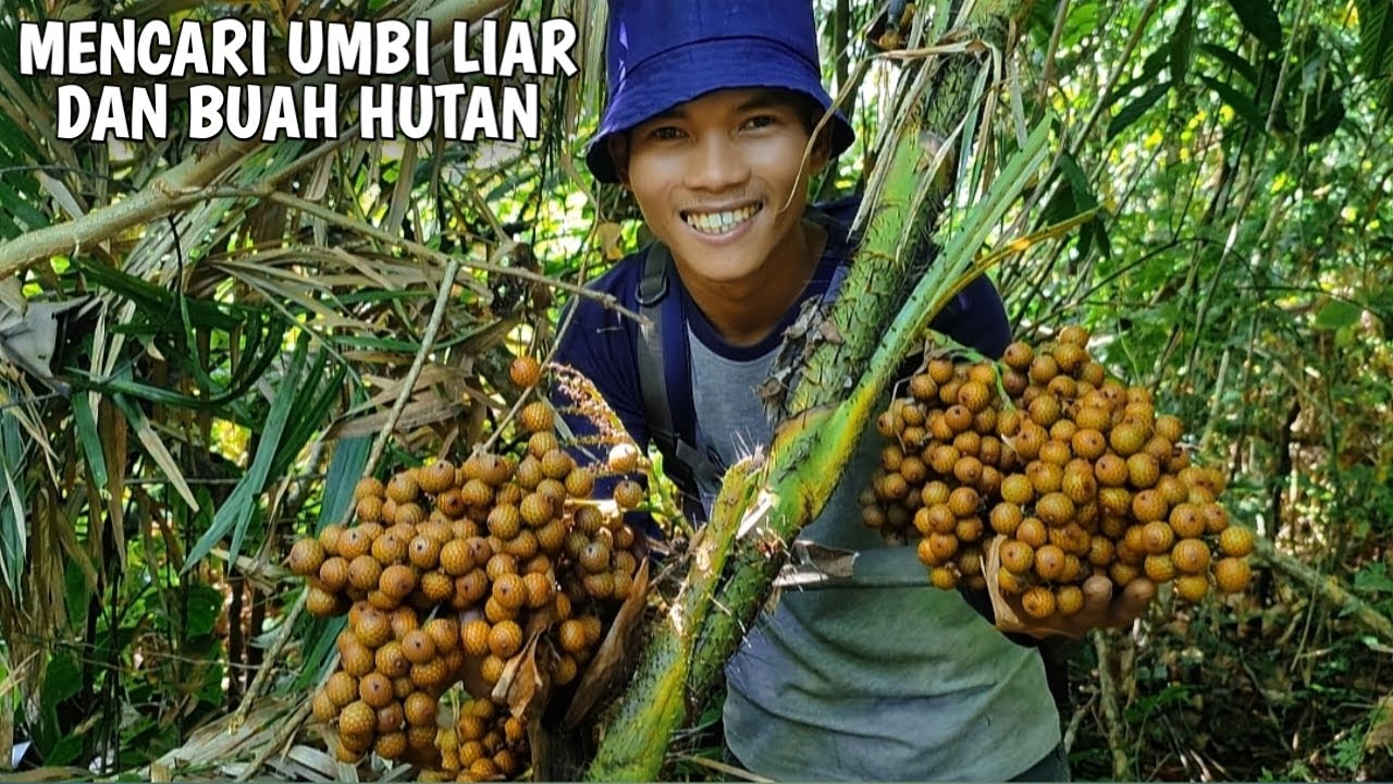Berpetualang bersama kang wawan mencari buah-buahan dan umbi liar di hutan | Kang Kumang
