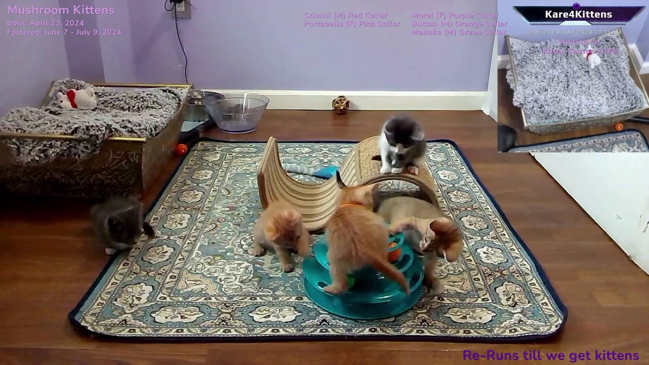 Just Kitten Around ReRuns- Relax while watching foster kittens sleep, play and grow up!