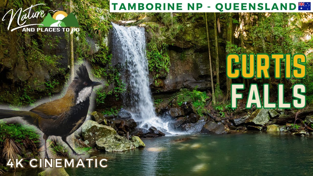 Curtis Falls 🌊 4K Relaxing Walkthrough to the Falls🌴Mount Tamborine