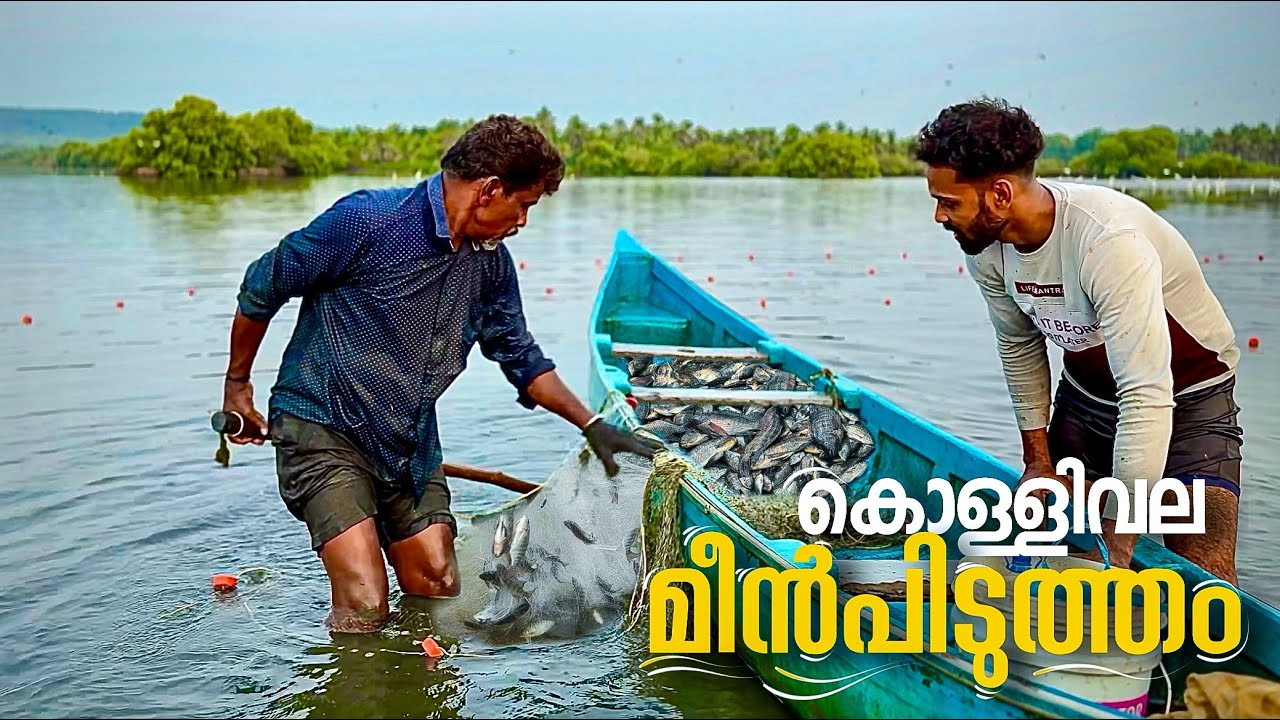 കൊള്ളിവല മീൻപിടുത്തം|traditional fish trap||vadakkan vlog||Rajeesh vadakkan|| malayalamvlogchannel|