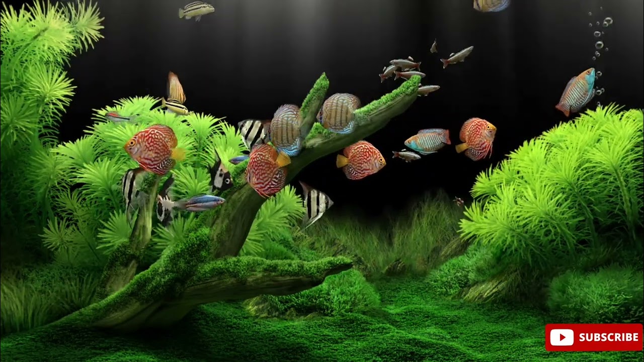 A relaxing aquarium. Bubble noise will soothe you to sleep in 3 minutes ASMR 