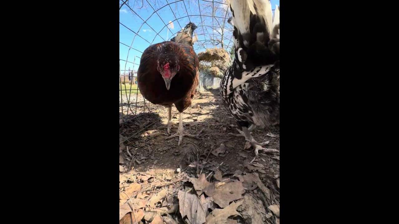 The flock enjoyed this pretty winter day 💐