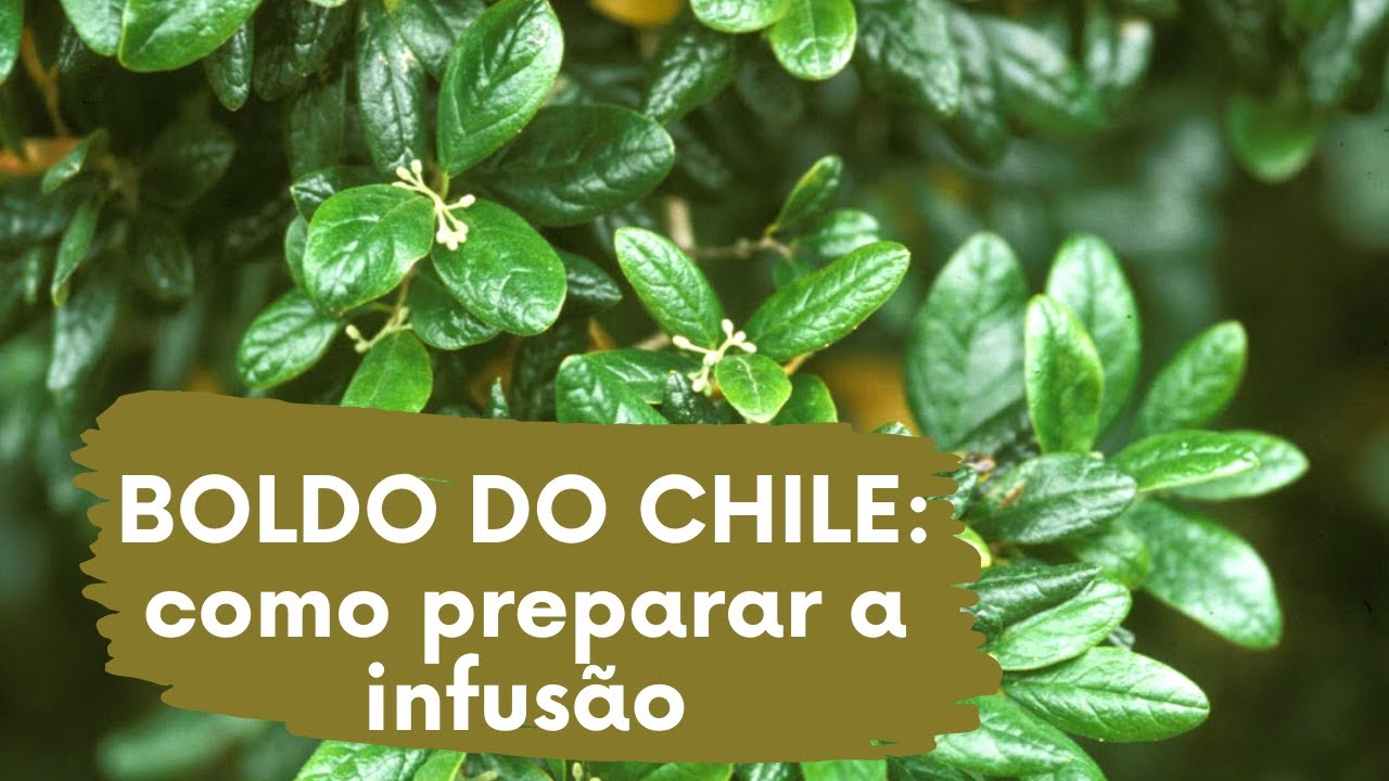 Boldo do Chile: Como preparar a infus&atilde;o