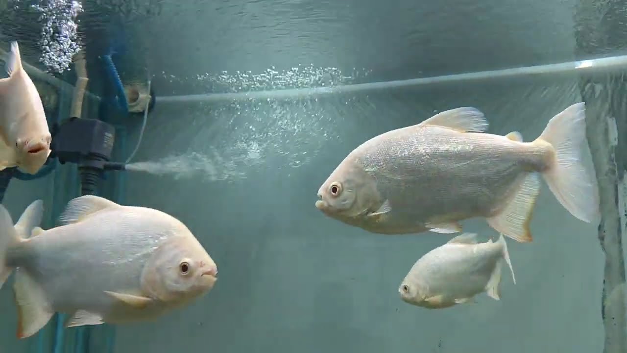 many types fish  dehradoon zoo #viralvideo #fish #manyfish #bestzoo #newvideo #newupdatetoday
