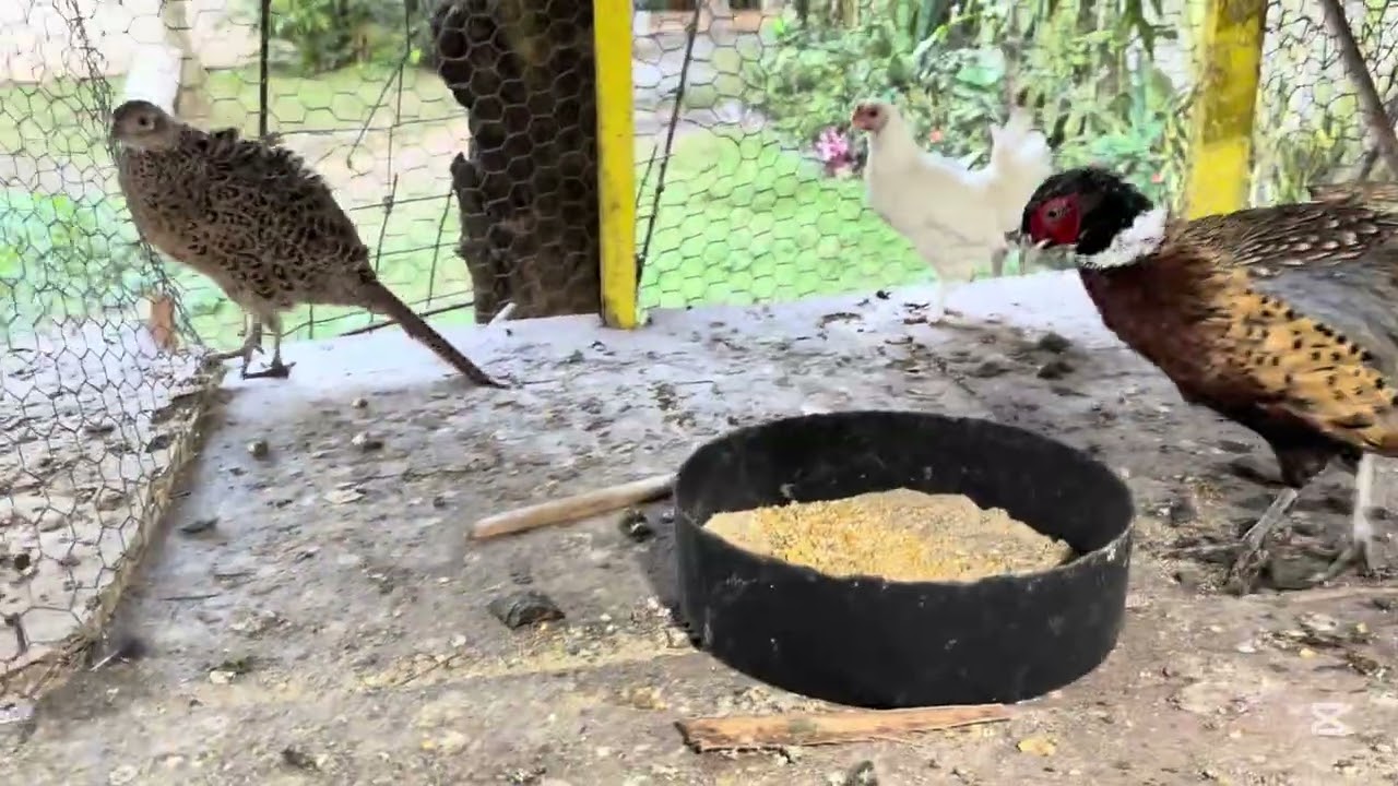 Muy temprano con mis crías 🐓 🦃  🦆 