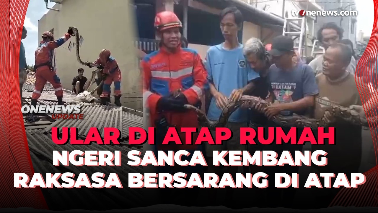 Aksi Dramatis Damkar Bekasi Evakuasi Ular Raksasa, Sempat Meronta Kabur | OneNews Update