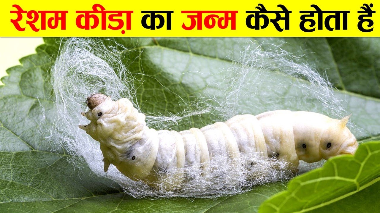 रेशम कीड़ा का जन्म कैसे होता हैं ? रेशम कैसे बनता है ? LIFECYCLE OF SILKWORM.