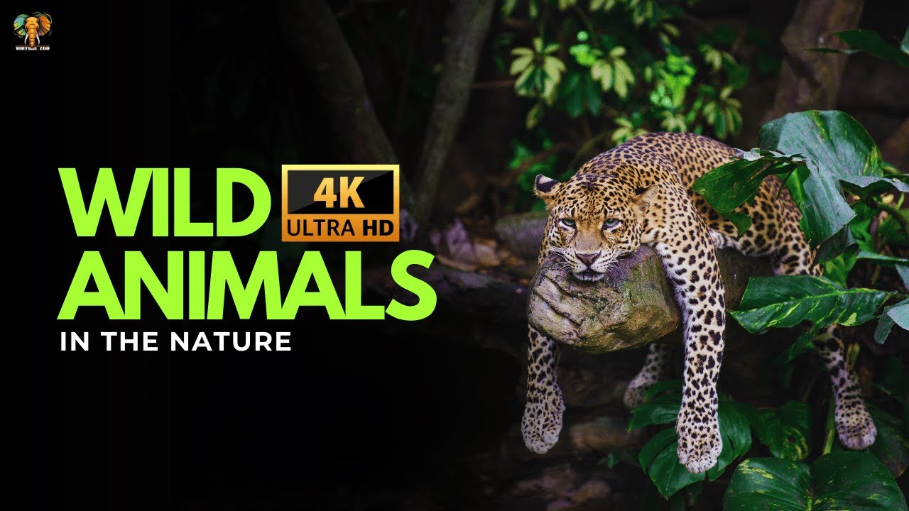 Wild Animals With Names in the Nature 4K Ultra HD