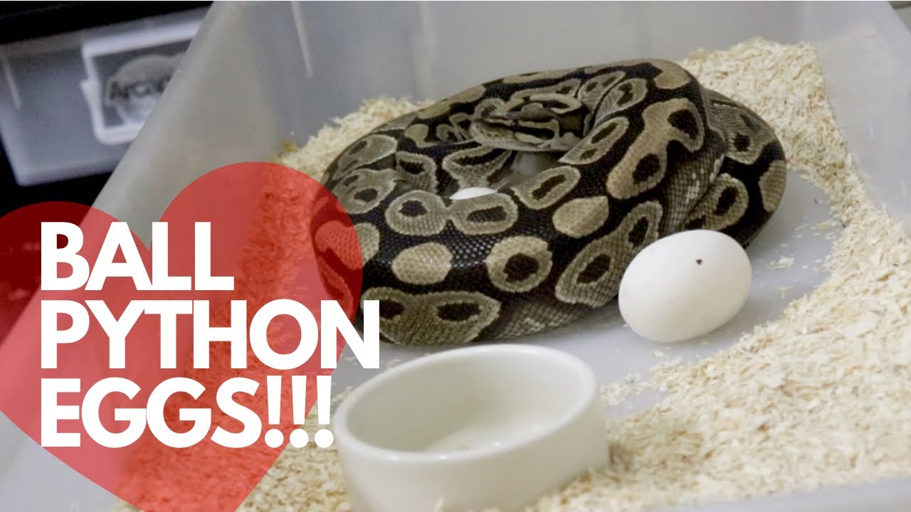 Breeding Ball Python pt5: Pulling Out Eggs/ Candling/ Ball Python Egg Tub and Incubation Set Up