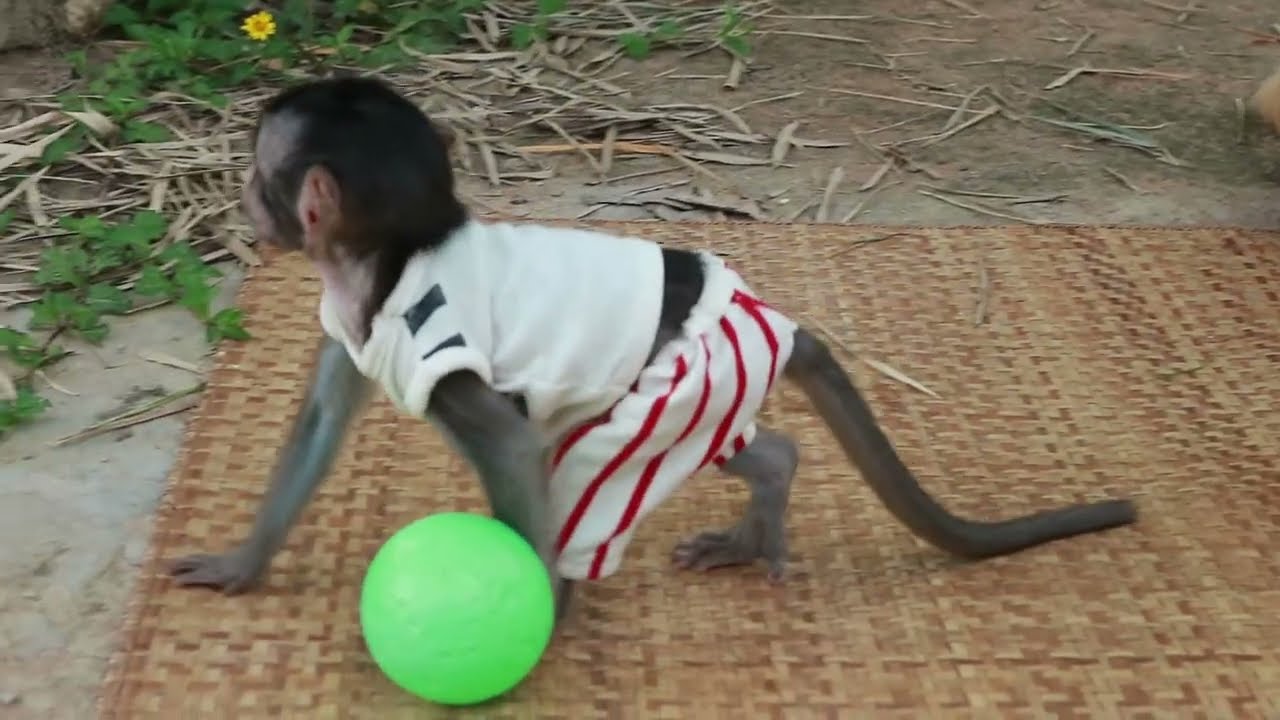 Monkey Playing Ball