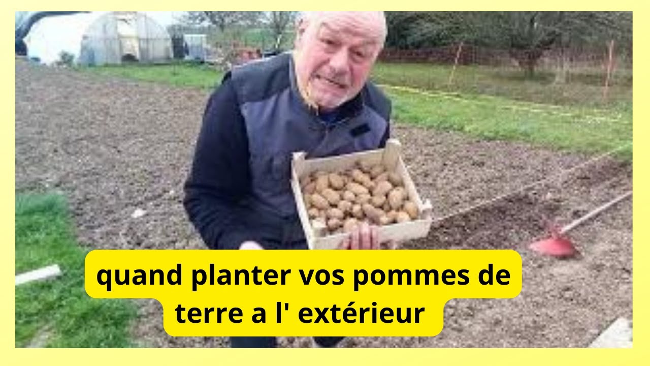 Quand et comment planter vos pommes de terre