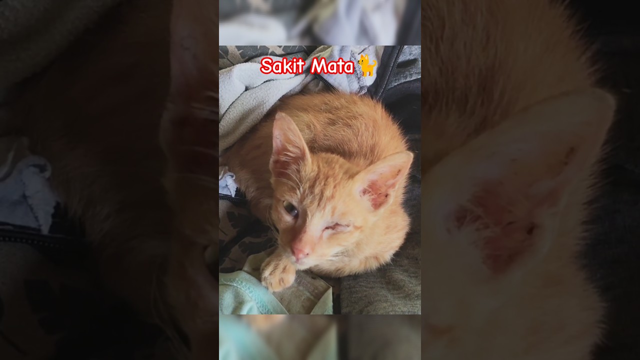 Kucing kecil sakit Mata 