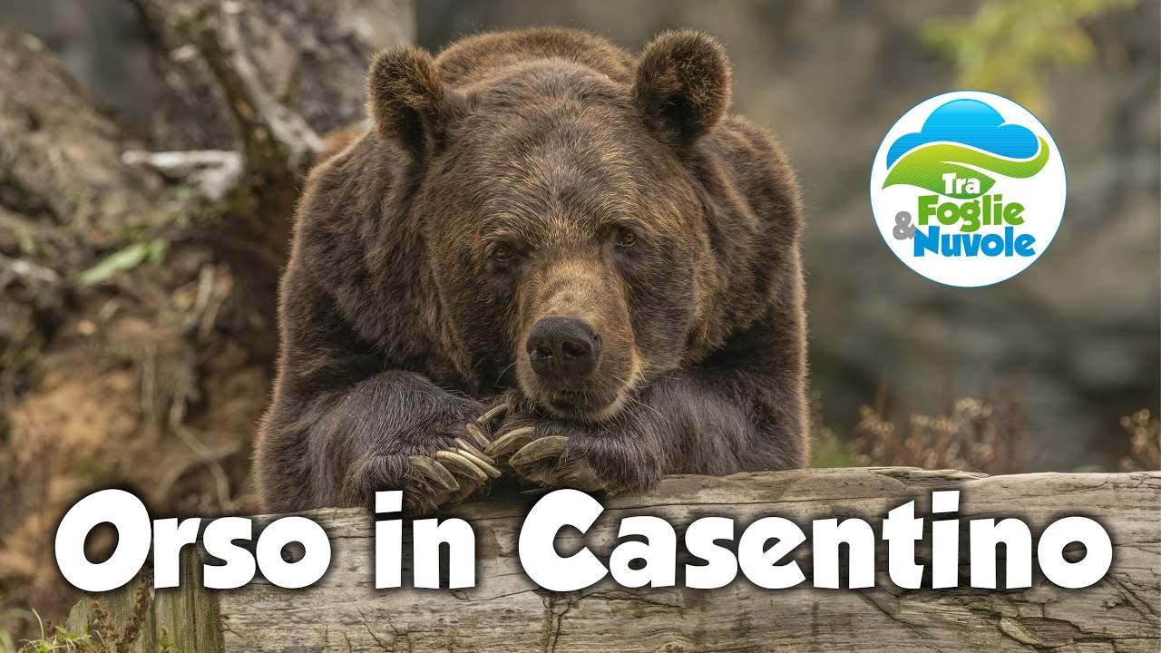 L'orso nelle Foreste Casentinesi