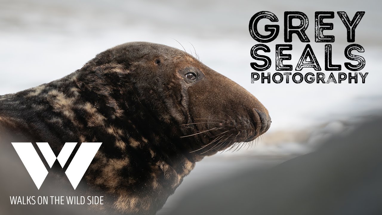Grey Seals Wildlife Photography, how I photograph gray seals