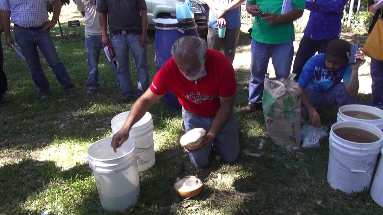 Método de captura de trichodermas