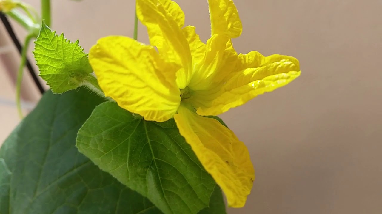 Cultivo do melão em casa e apartamento  - dica de  polinização
