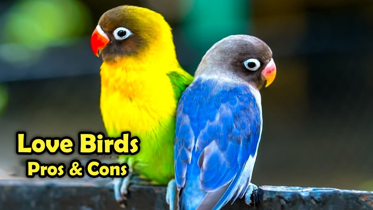 Love Birds as Pets: The Pros and Cons of Keeping Love Birds as Pet