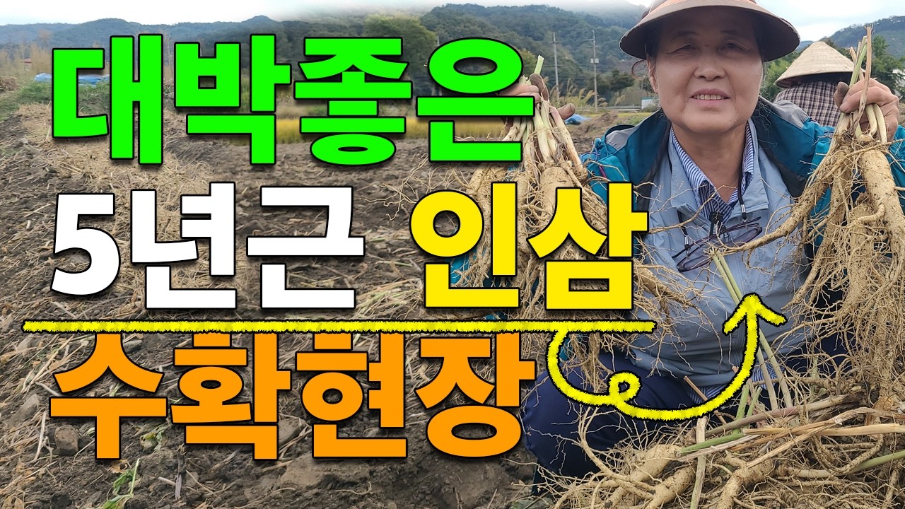 정말 좋은 인삼 수확현장 수삼 금산인삼 010-3215-6365
