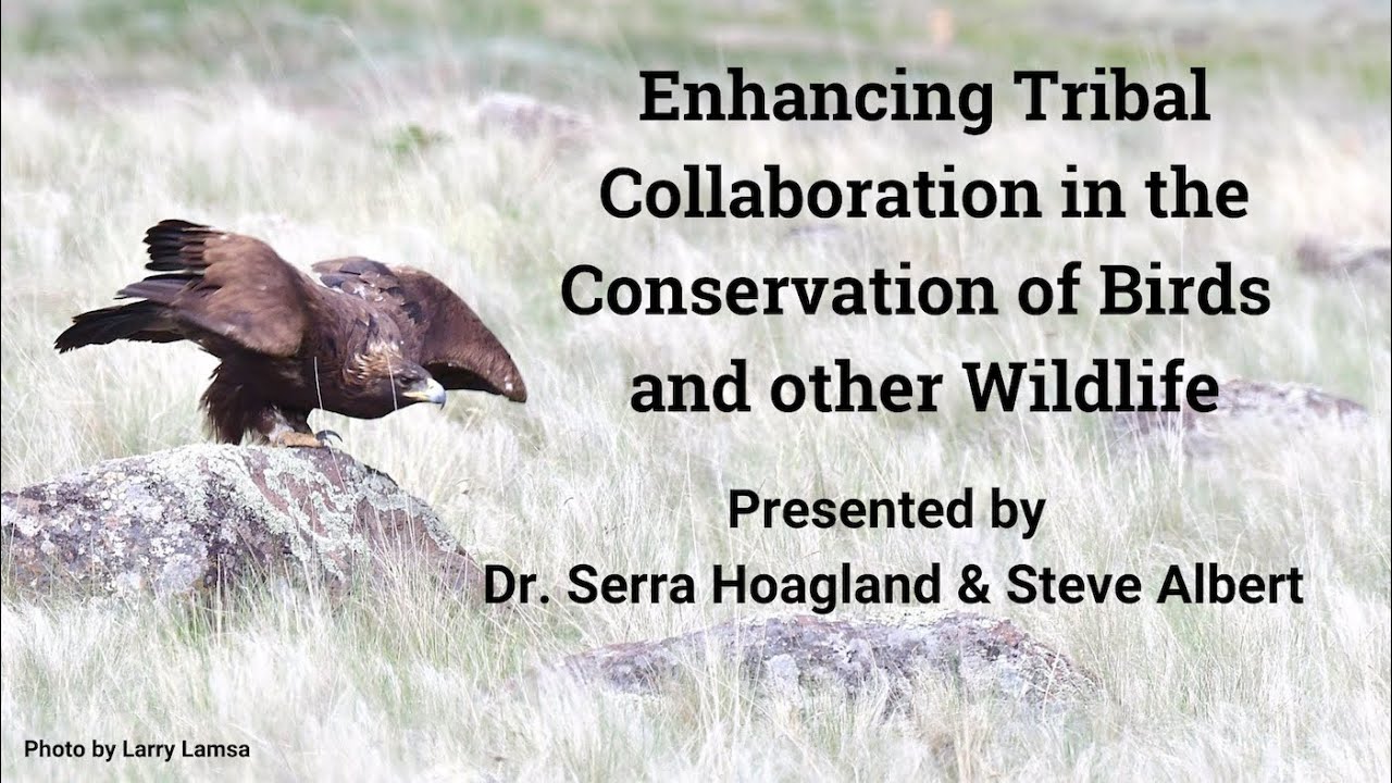 Enhancing Tribal Collaboration in the Conservation of Birds and other Wildlife