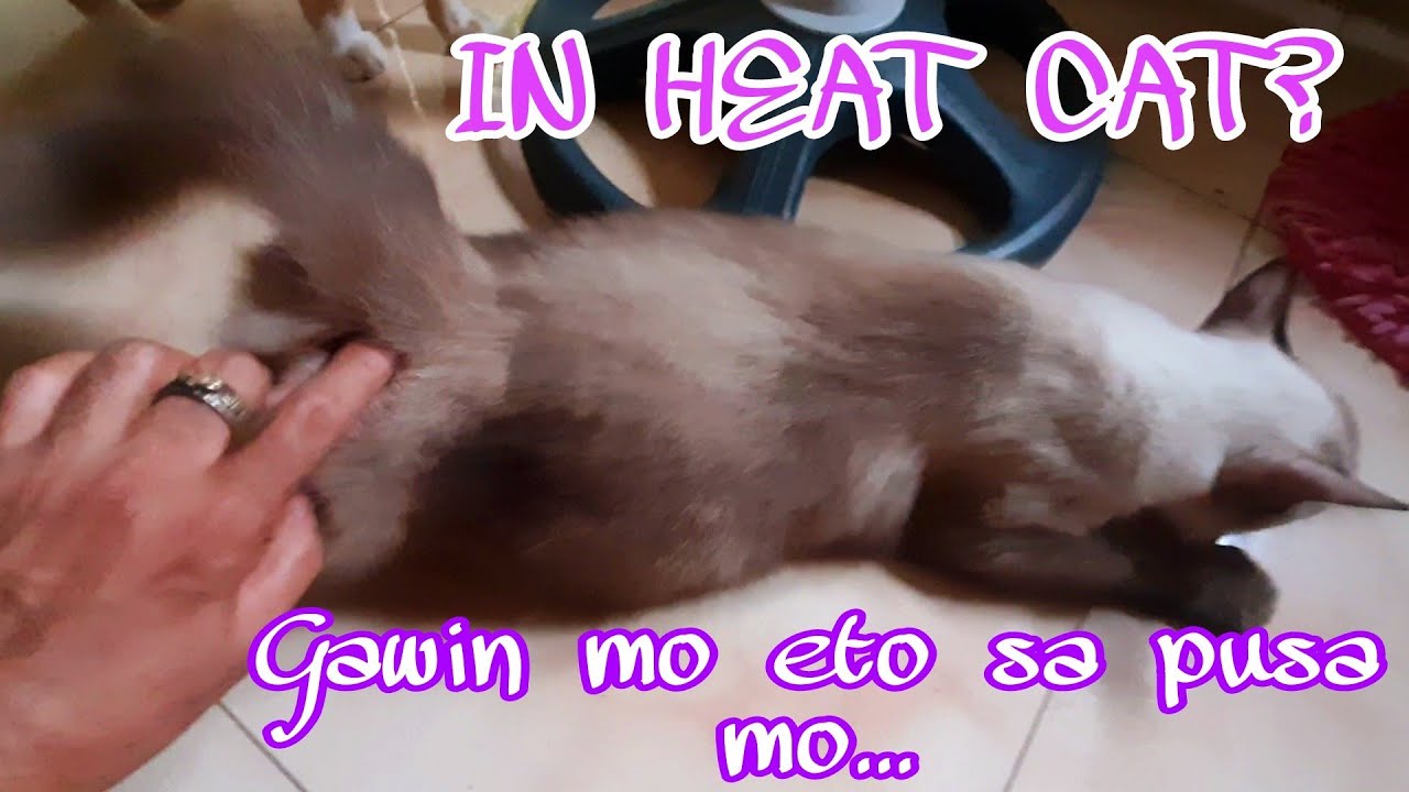 In Heat cat remedy | Ano ang gagawin sa pusang in heat