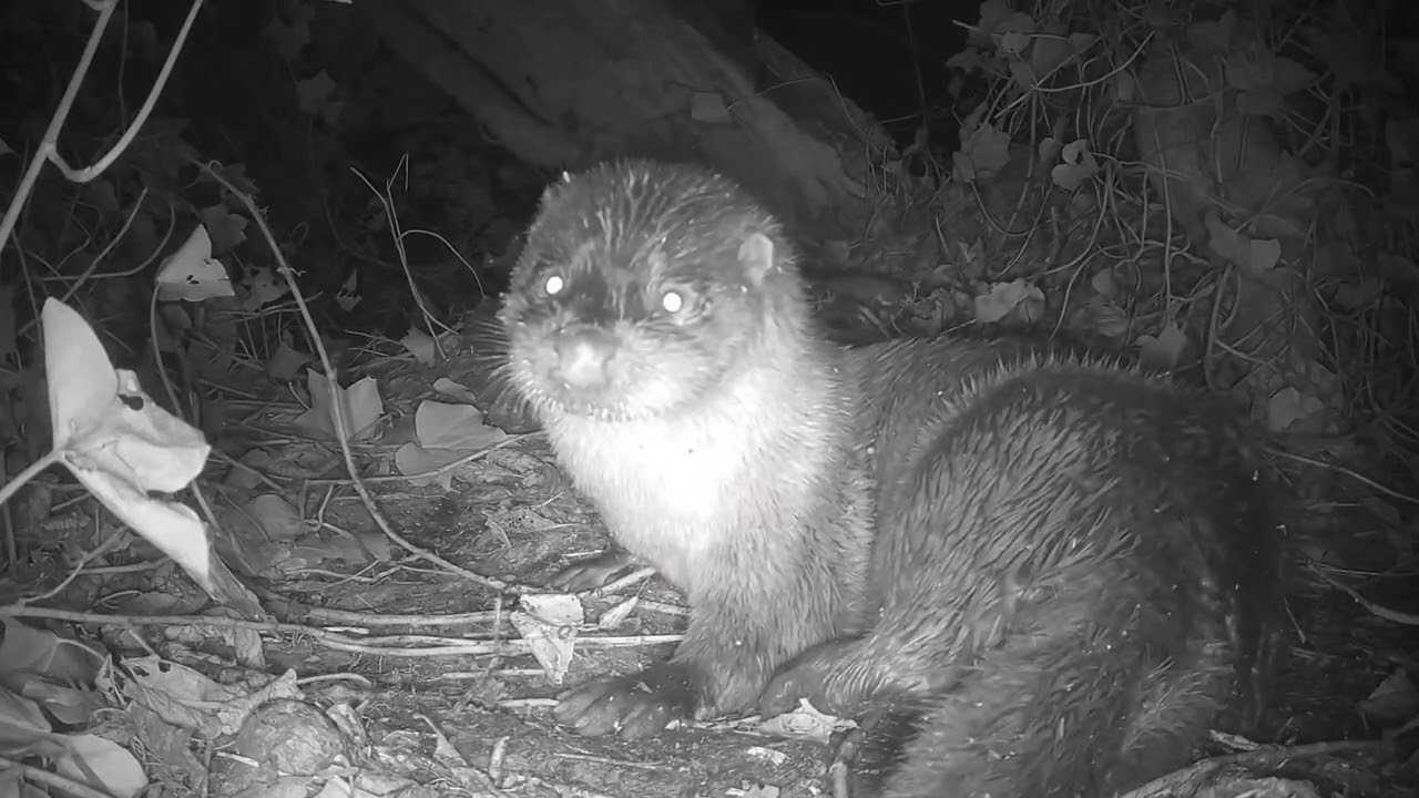 Noisy otter action! 