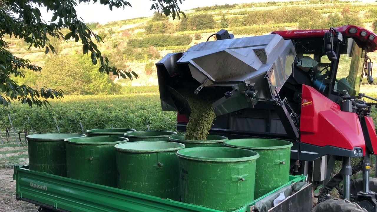 Traubenlese / Grape harvesting - ERO-Grapeliner 7000