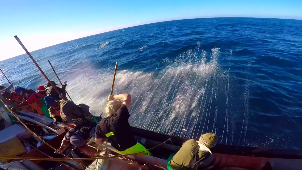 MFV Puffin Longfin Madness