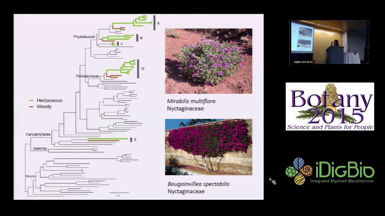 Caryophyllales - phylotranscriptomic