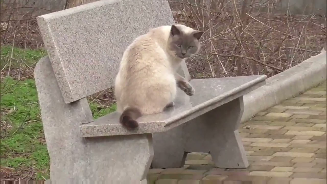 В гости к питомцам Тайгана с Еленой Желябовой! Парк львов Тайган ❤️ 