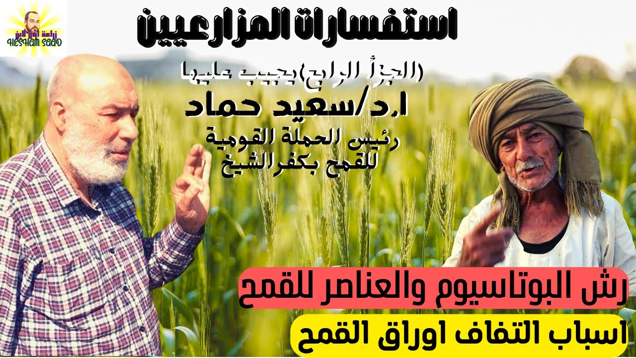 رش البوتاسيوم للقمح والعناصرالصغرى هل هيفيد القمح ويكبرالحباية وامتى اضيفة