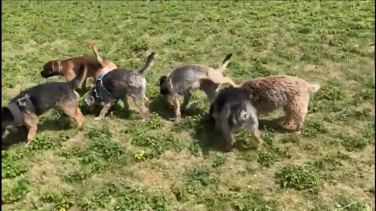 Border Terriers Are Cute!