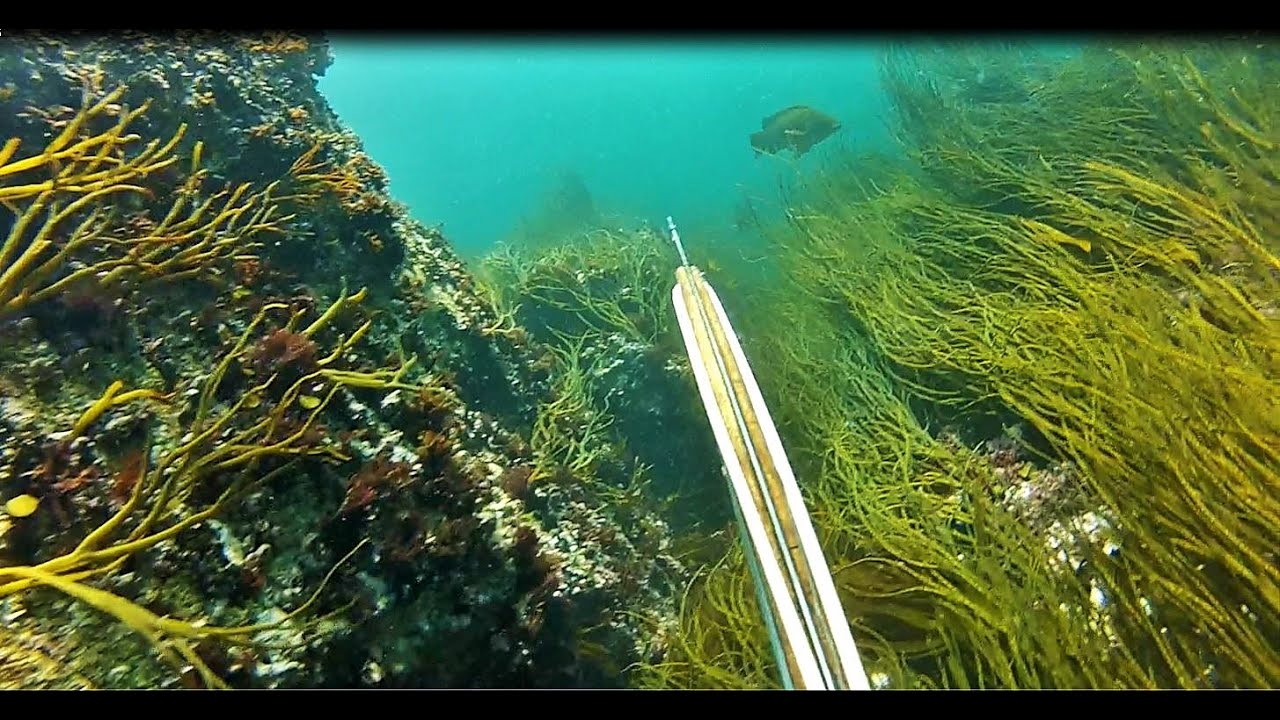 De l'eau claire comme dans les caraïbes   #Bretagne #Finistère #Poissons