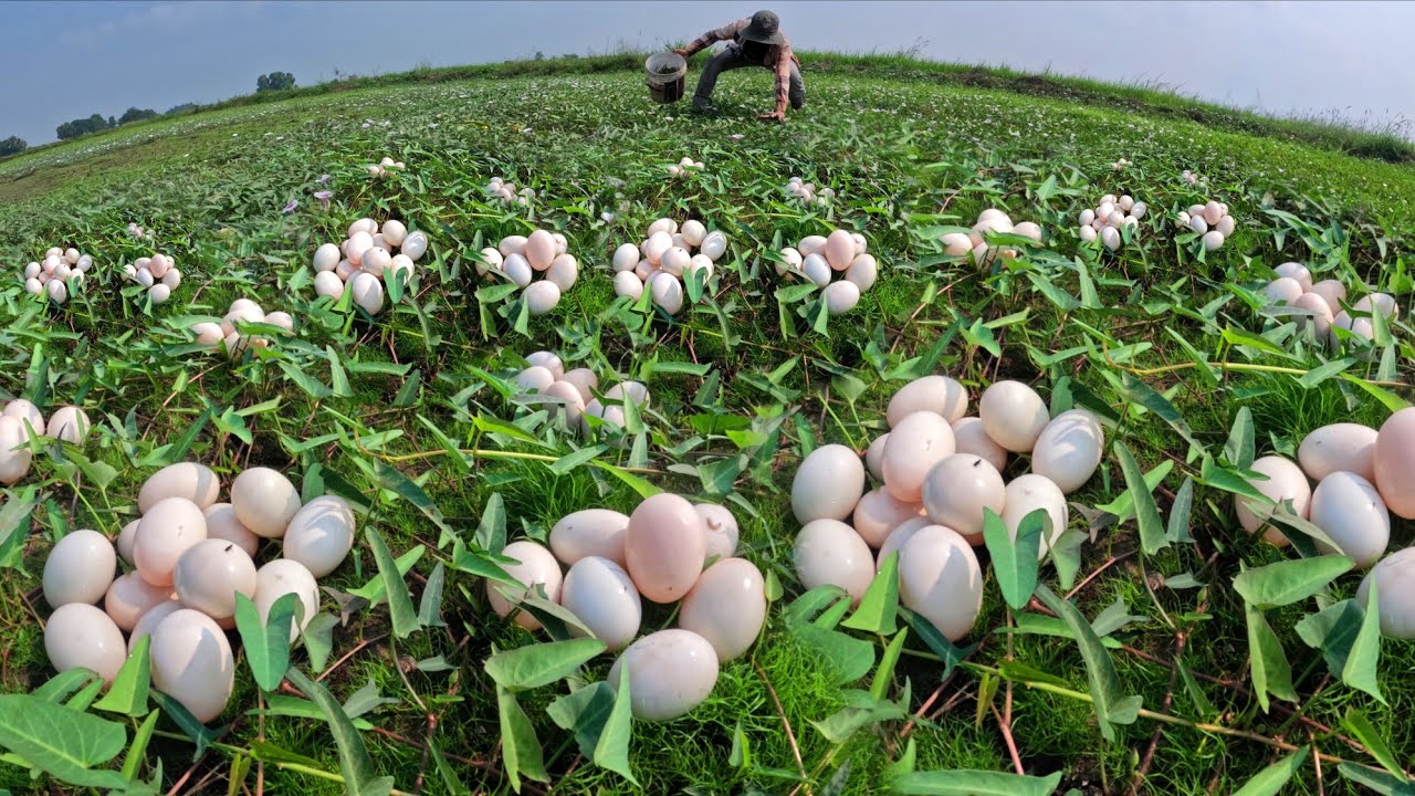 wow wow amazing, pick duck eggs in rice field by hand skills