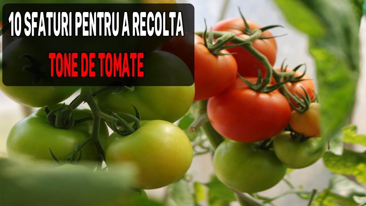 10 SFATURI PENTRU A RECOLTA TONE DE ROSII | FUNCTIONEAZA 100%