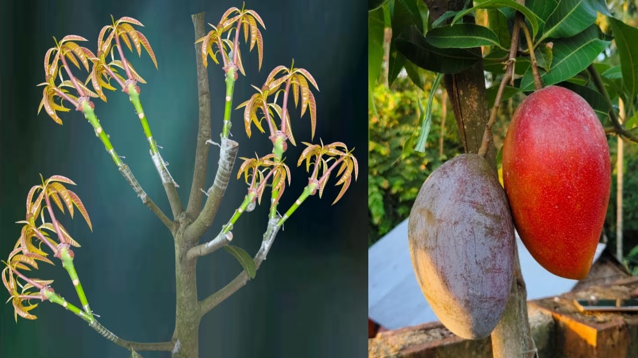 Mango Multiple Grafting Techniques/ Mango Grafting Techniques/Mango Grafting