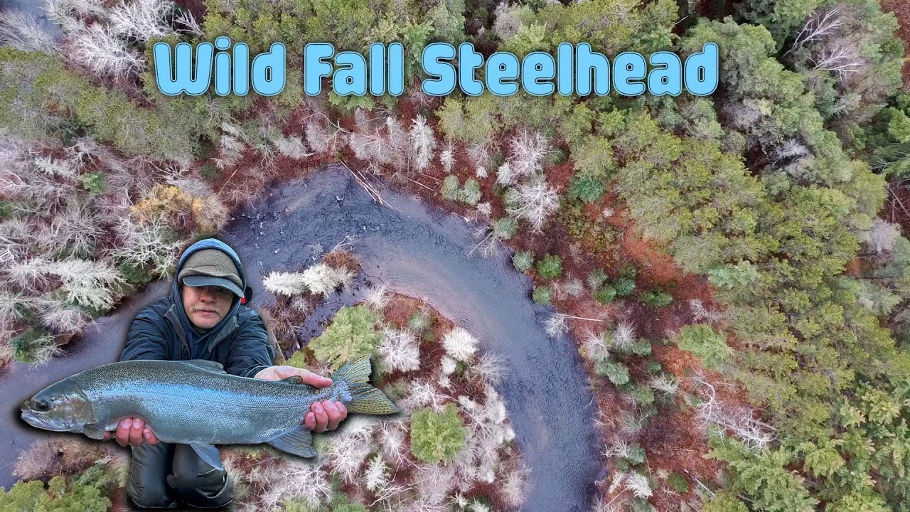 Fishing for Wild Superior Fall Run Steelhead in the Northwoods